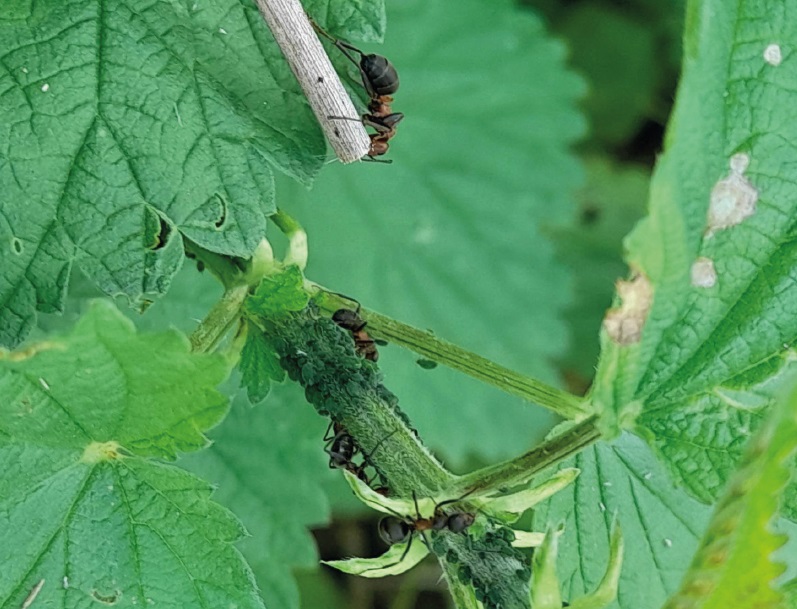 Formica pratensis workers tending nettle aphids in Greece.