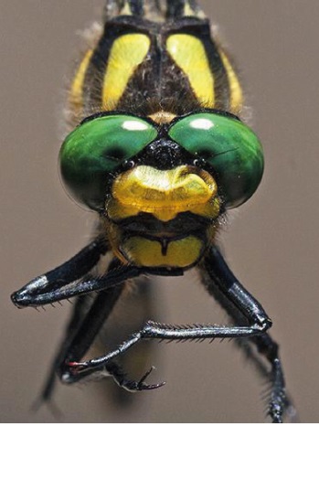 Male specimen of Cordulegaster trinacriae (frontal view) from the study area in central and southern Italy.