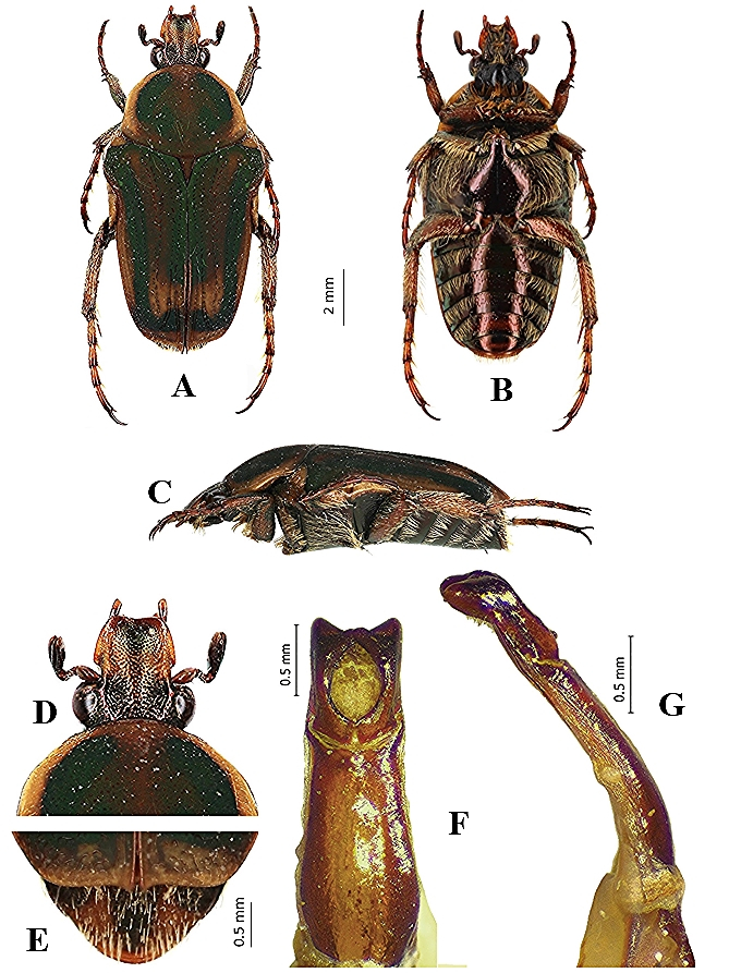 Habitus and male genitalia of the male holotype of Leucocelis (Amauroleucocelis) vingerhoedti sp. nov., from Burundi.