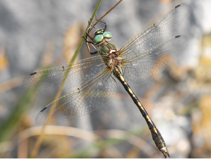 Fully mature individual of Oxygastra curtisii from Val Buseggia, Cittiglio (Lombardy).