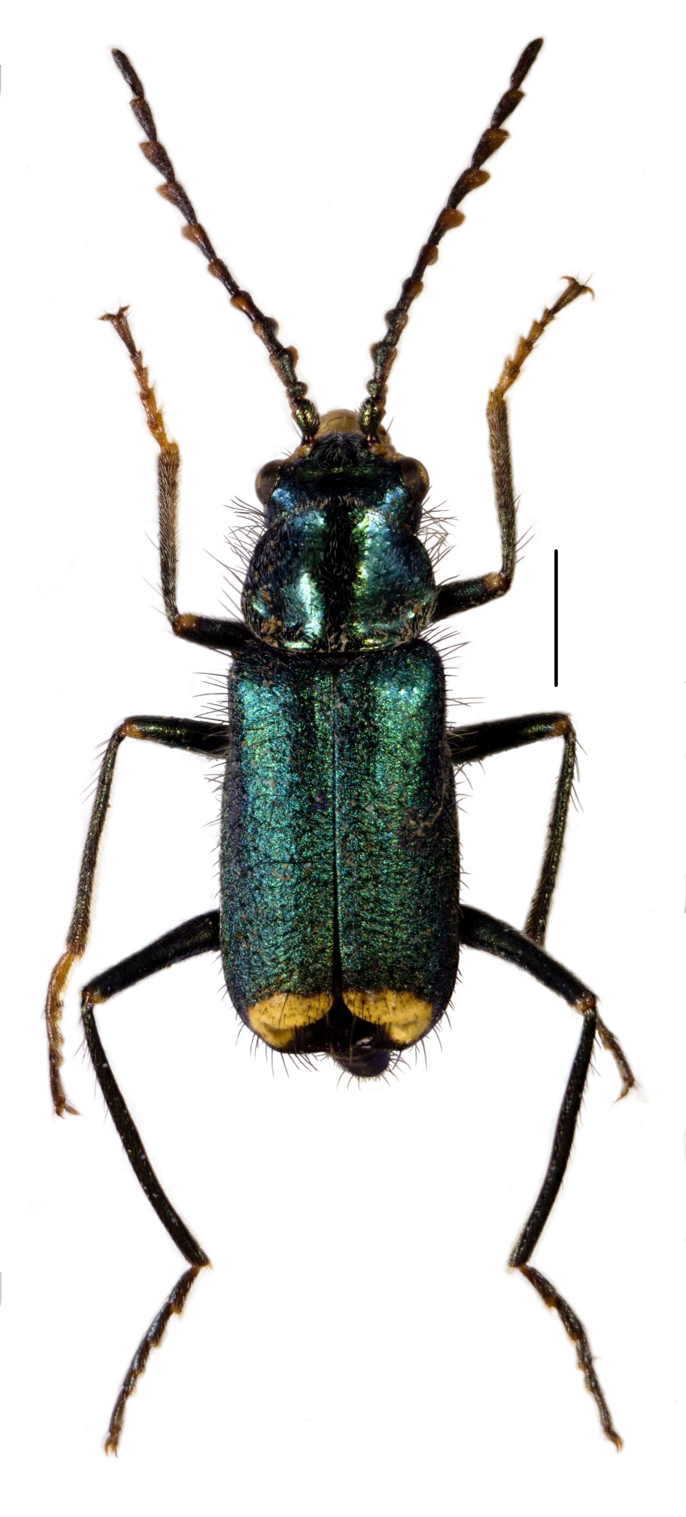 Habitus of the Neotype of Clanoptilus obconicus (Abeille de Perrin, 1891) stat. nov. 