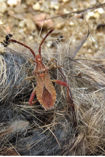 a specimen of Coriomeris hirticornis (Hemiptera: Coreidae) eating on a dry carcass of European rabbit (Oryctolagus cuniculus) at Cerro Milano (Madrid, Spain). Photo: Juan C. Cepeda Espinosa. From Cepeda Espinosa & Alamo, this issue.