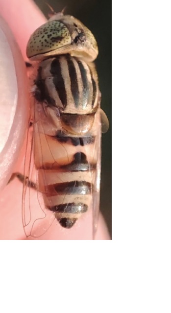 The habitus of Eristalinus megacephalus (Rossi, 1794) of the here recorded Serbian ♀ specimen