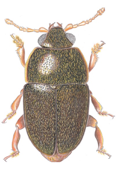 Habitus of the male holotype of Austroborovecia anthystrixina gen. nov., sp. nov. from South Africa, Limpopo.